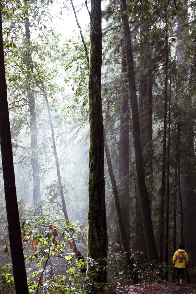 tumblr Deep inside the misty redwoods forest 5